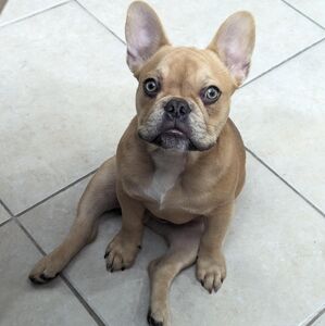 Meet your Posher, Patrick